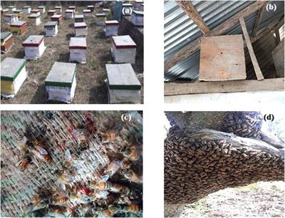 Corrigendum: Invertebrates and herptiles for livelihoods—ethnozoological use among different ethnic communities in Jammu and Kashmir (Indian Himalayas)